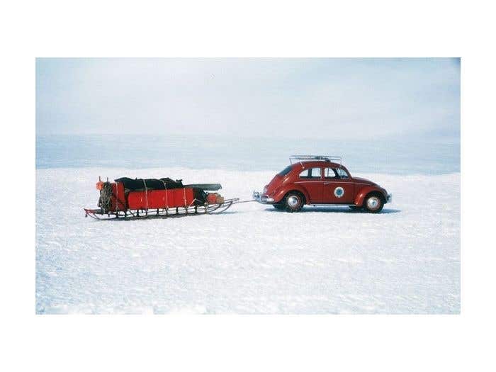 The Beetle that Conquered Antarctica